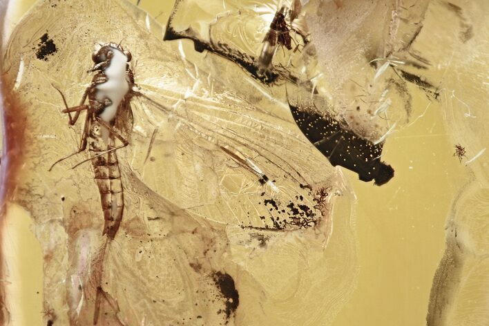Detailed Fossil Mayfly (Ephemeroptera) In Baltic Amber #346403